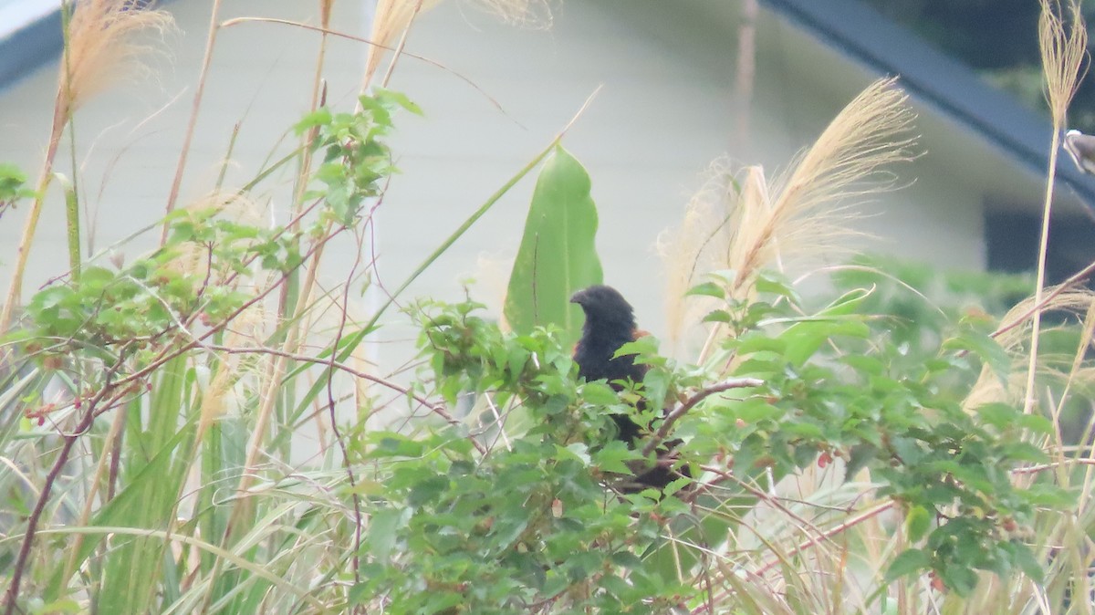 Lesser Coucal - ML426531191