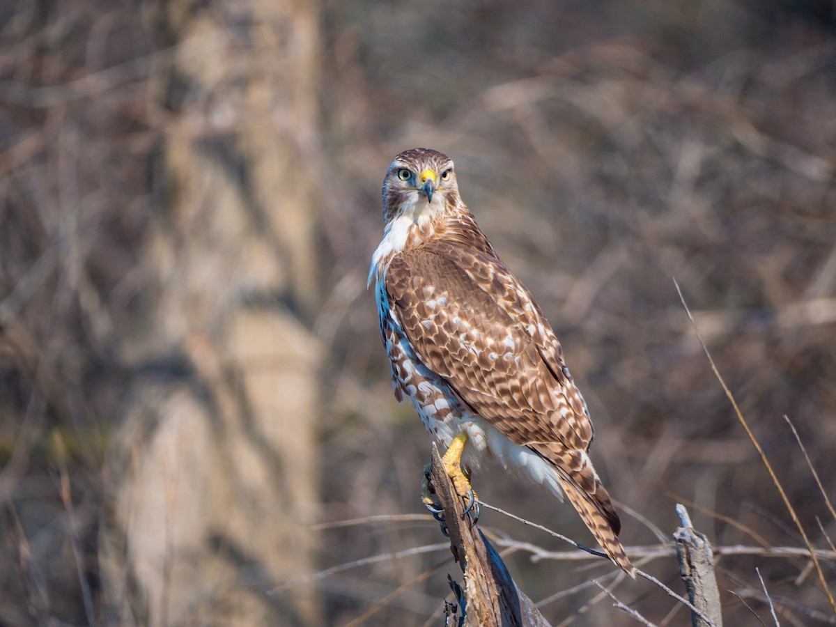 káně rudochvostá - ML426532241