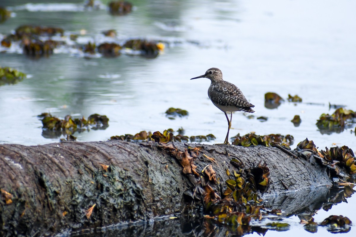 Wood Sandpiper - ML426532541