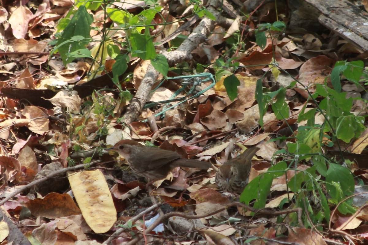 Puff-throated Babbler - Sai Vivek