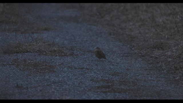 American Woodcock - ML426533941