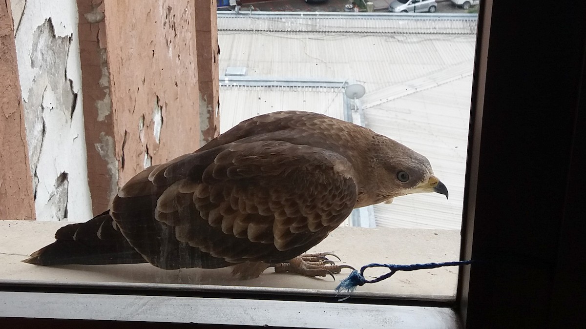 European Honey-buzzard - ML42653721