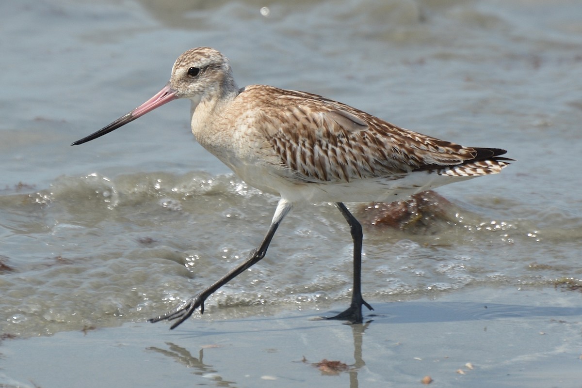 Bar-tailed Godwit - ML42653811