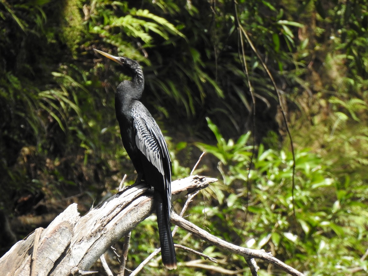 Anhinga - George Watola