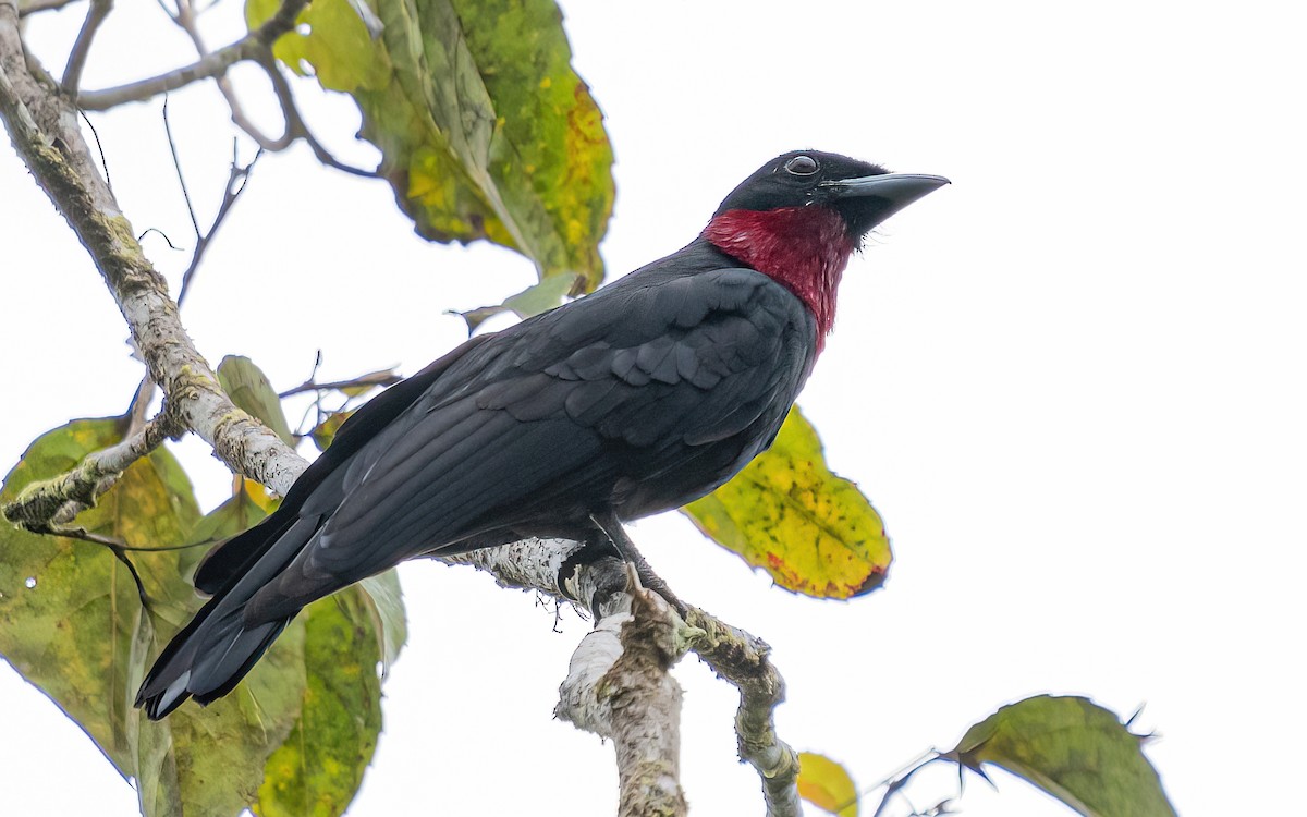 Purple-throated Fruitcrow - Wouter Van Gasse