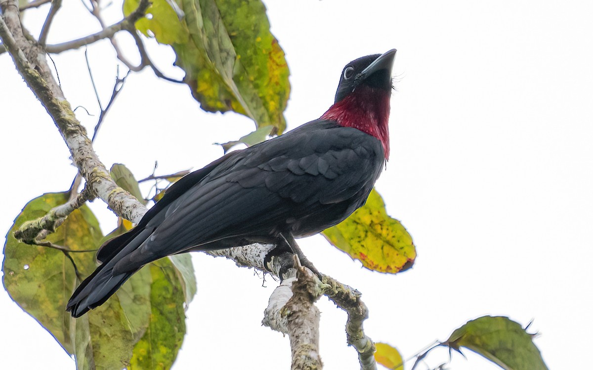 Purple-throated Fruitcrow - Wouter Van Gasse