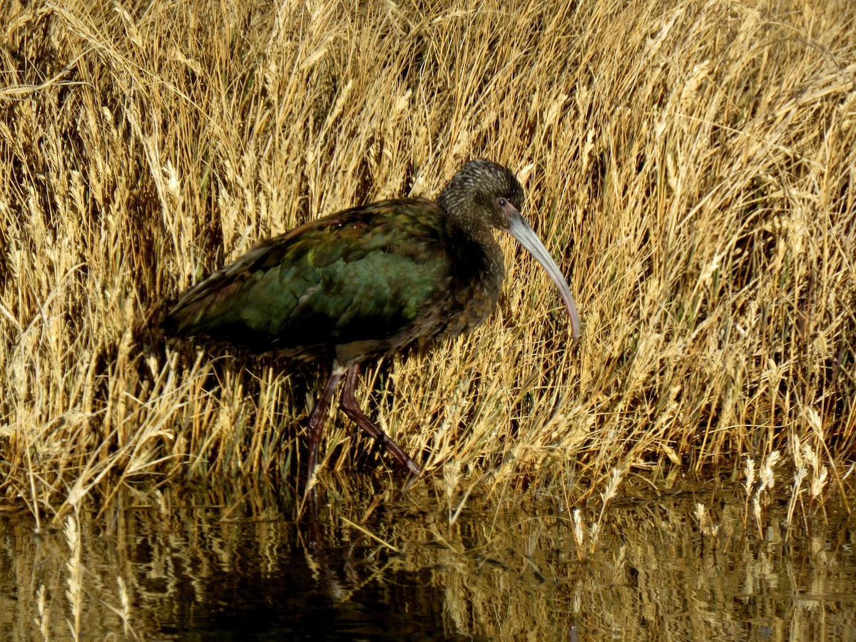 Ibis à face blanche - ML42653981