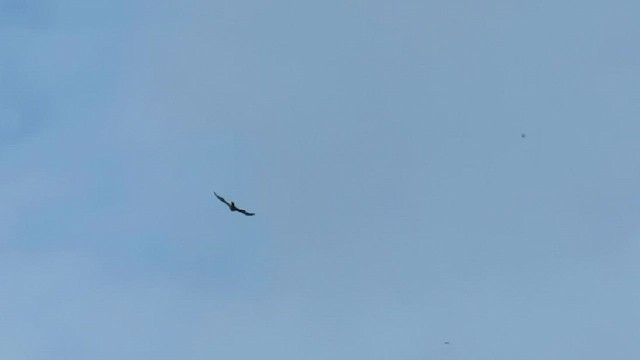 Crested Goshawk - ML426540541