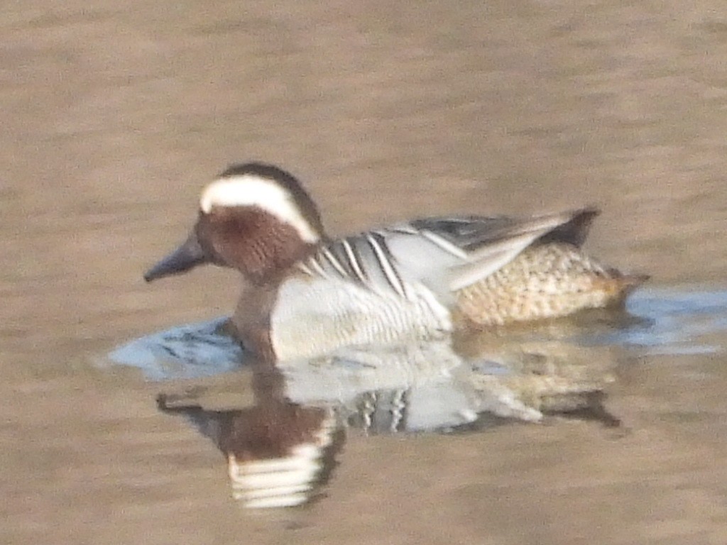 Garganey - ML426542491