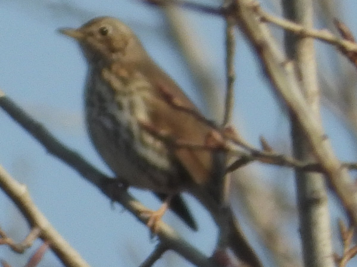 Дрізд співочий - ML426542831