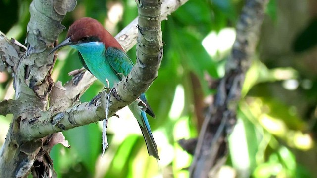 Blue-throated Bee-eater - ML426543681