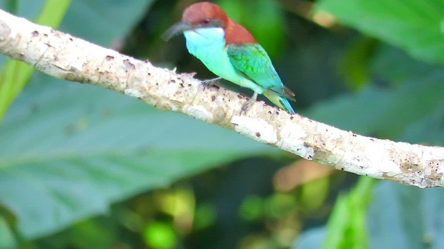 Blue-throated Bee-eater - ML426543721