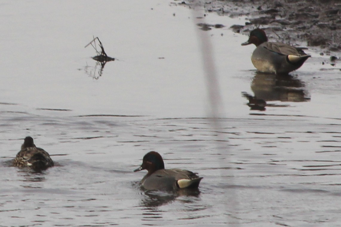 Green-winged Teal - ML426546691