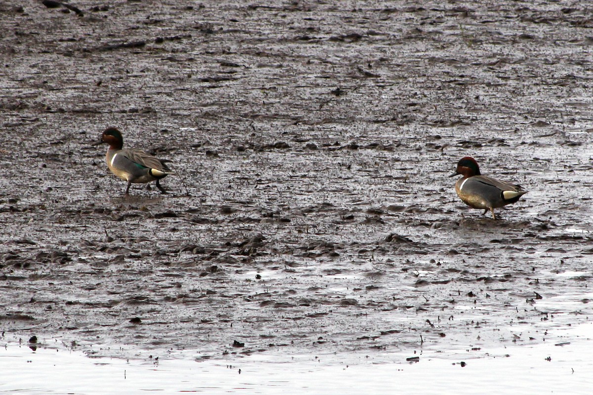Green-winged Teal - ML426547001