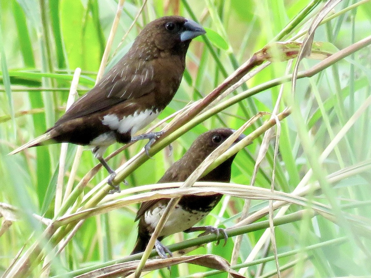 White-bellied Munia - GARY DOUGLAS