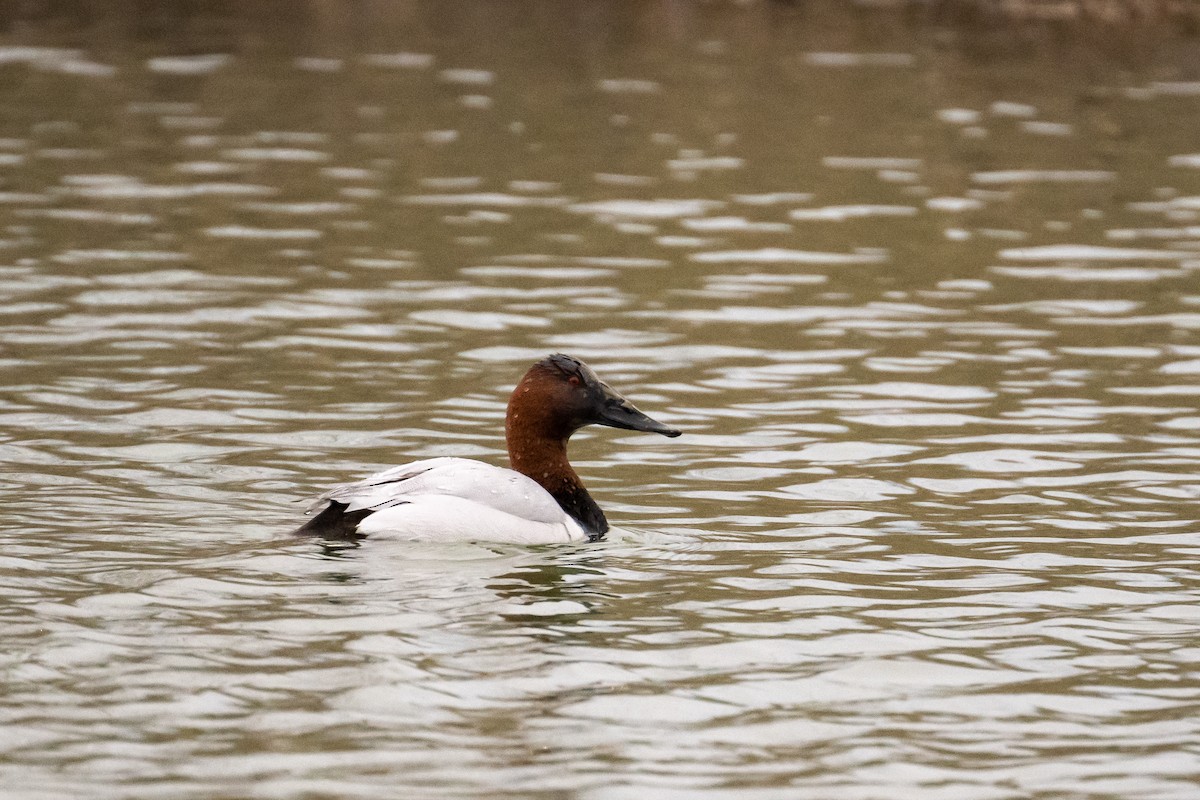 Canvasback - ML426547161