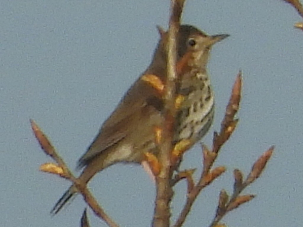 Song Thrush - ML426547251