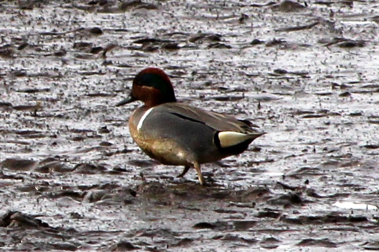 Green-winged Teal - ML426547301