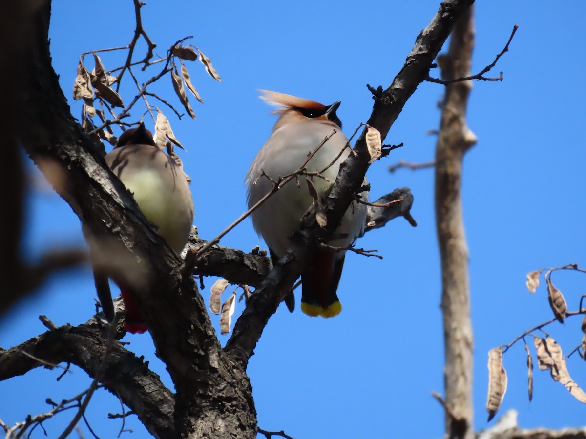 Шивэр энхэт бялзуухай - ML426547641