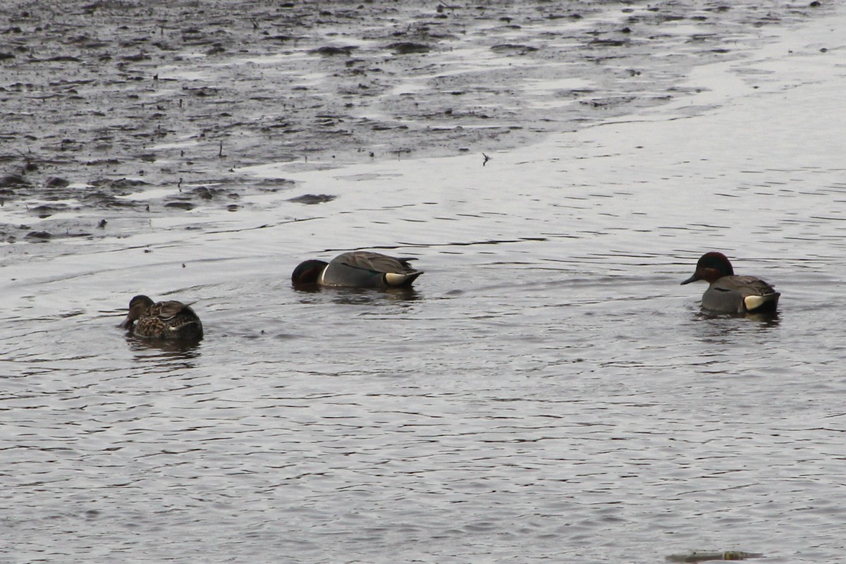 Green-winged Teal - ML426547811