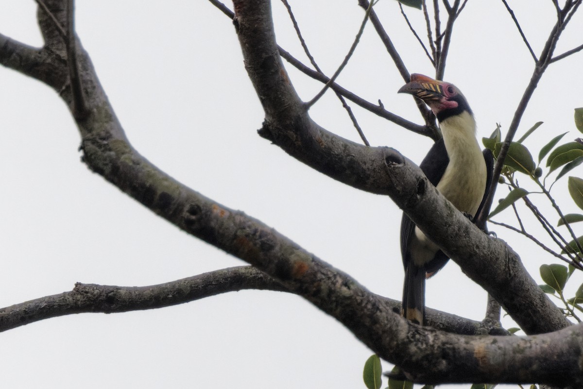 Luzon Hornbill - ML426549181