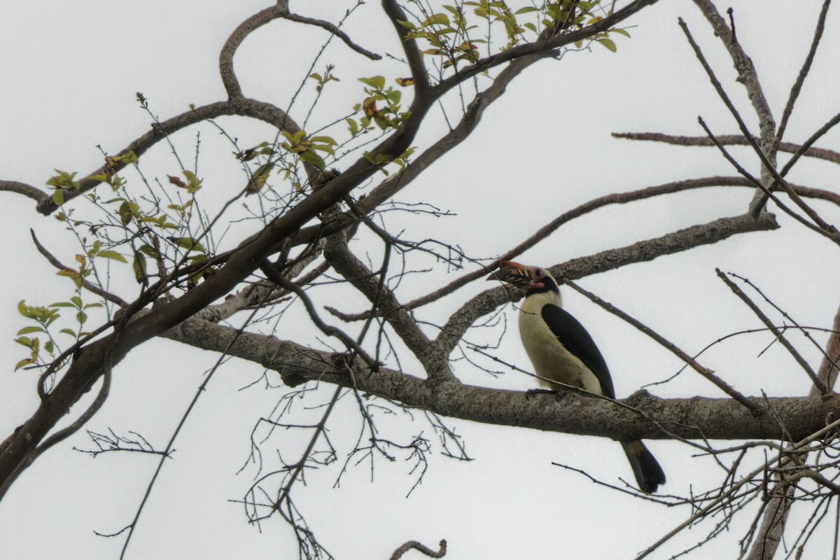 Luzon Hornbill - ML426549191