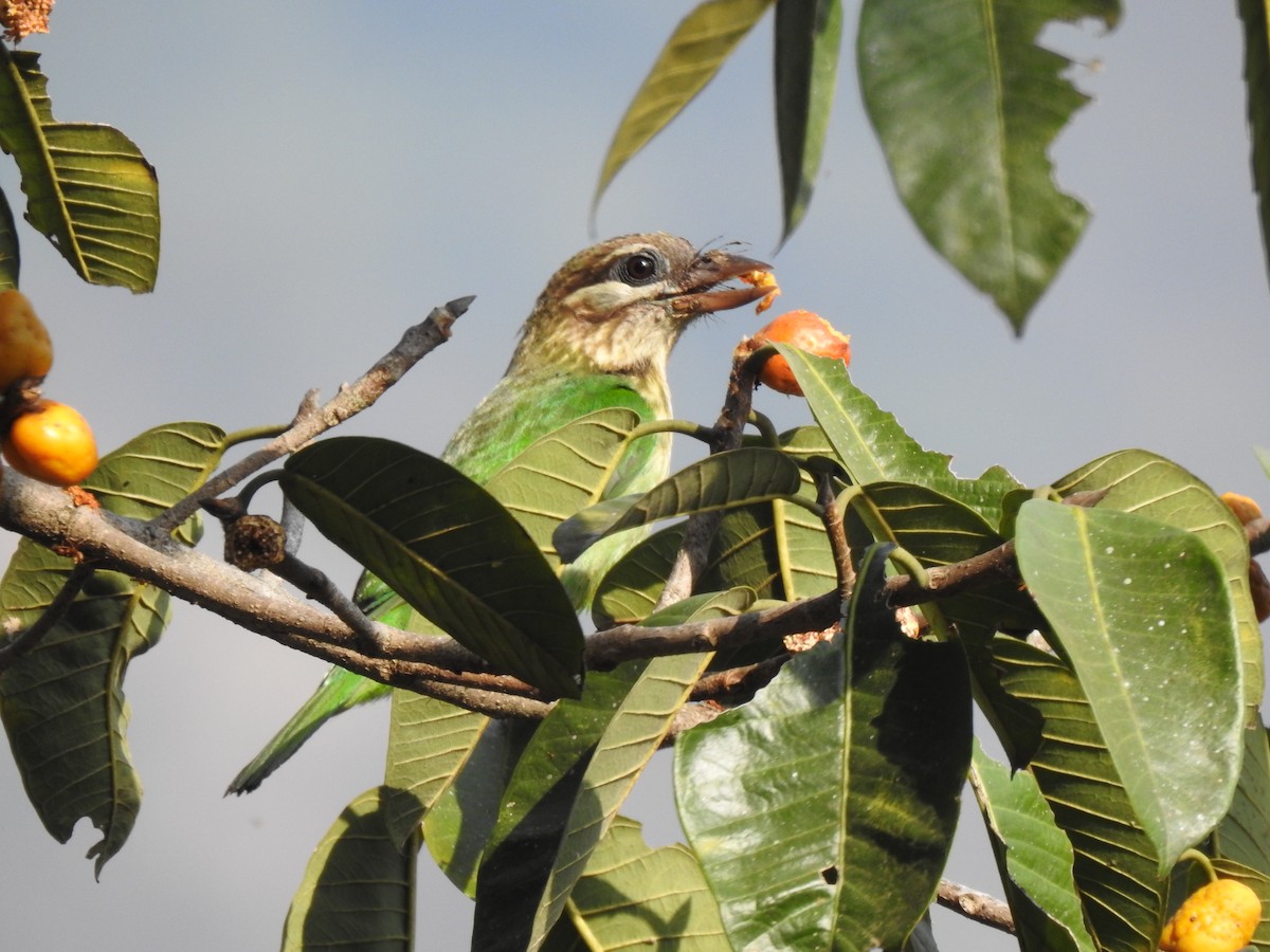 White-cheeked Barbet - Chiti Arvind