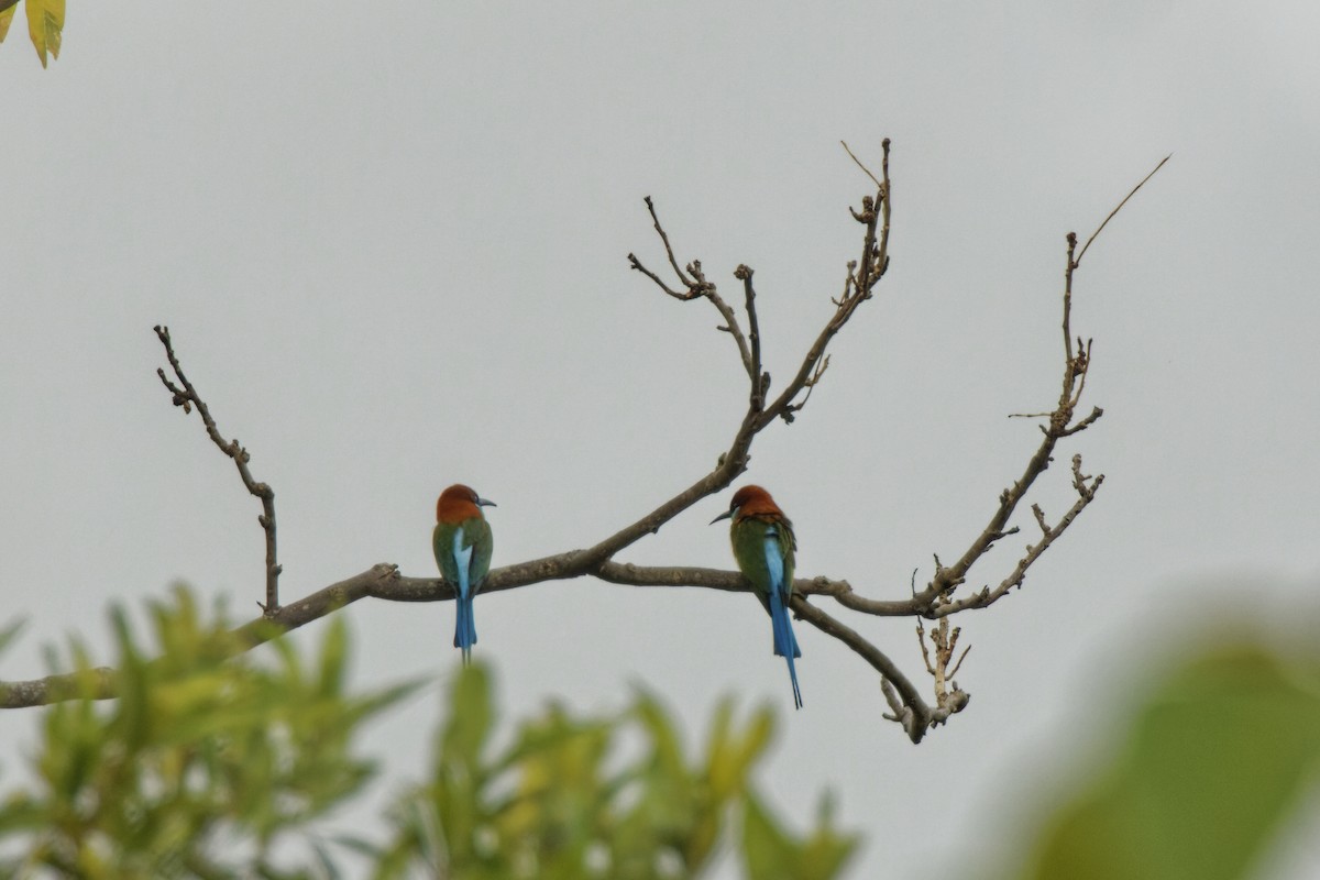 Rufous-crowned Bee-eater - ML426549271