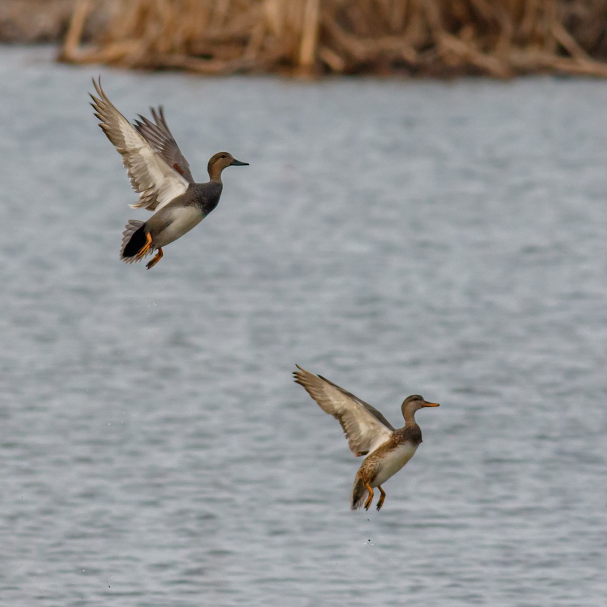 Gadwall - Craig Kingma