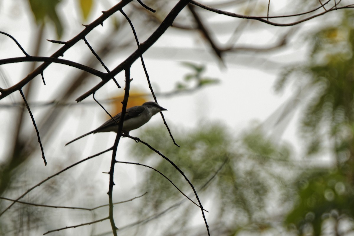 Minivet Ceniciento - ML426549401