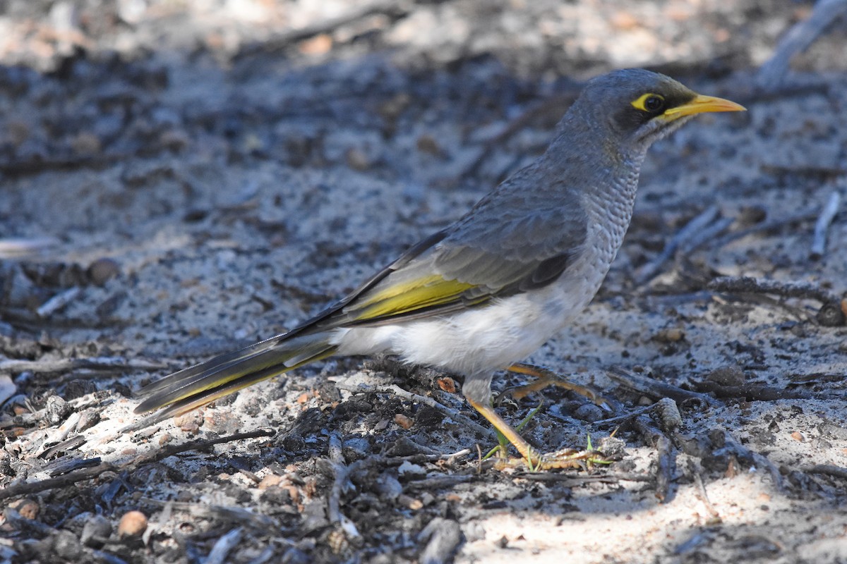 Yellow-throated Miner - Geoffrey Groom