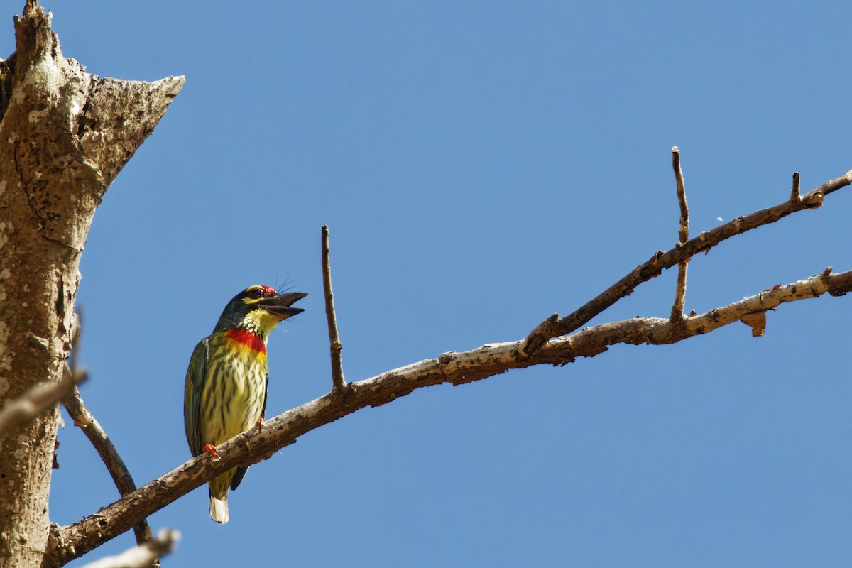 Coppersmith Barbet - ML426549941