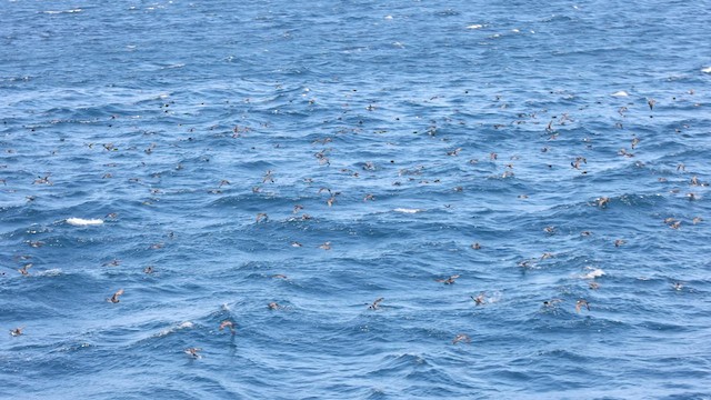 Galapagos Shearwater - ML426549971