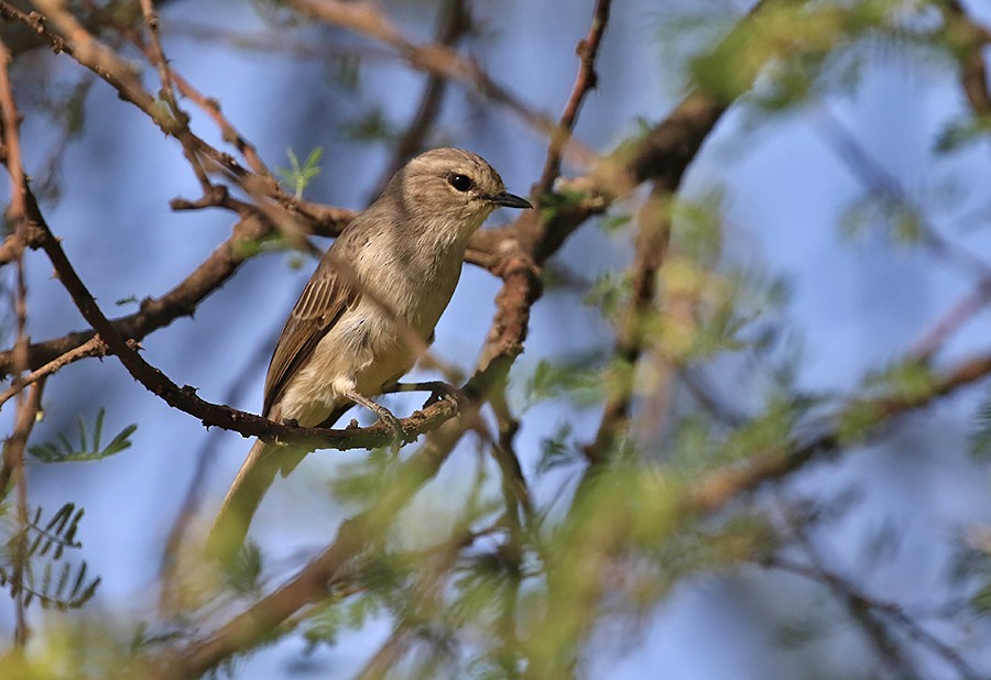 Spotted Flycatcher - ML426550021