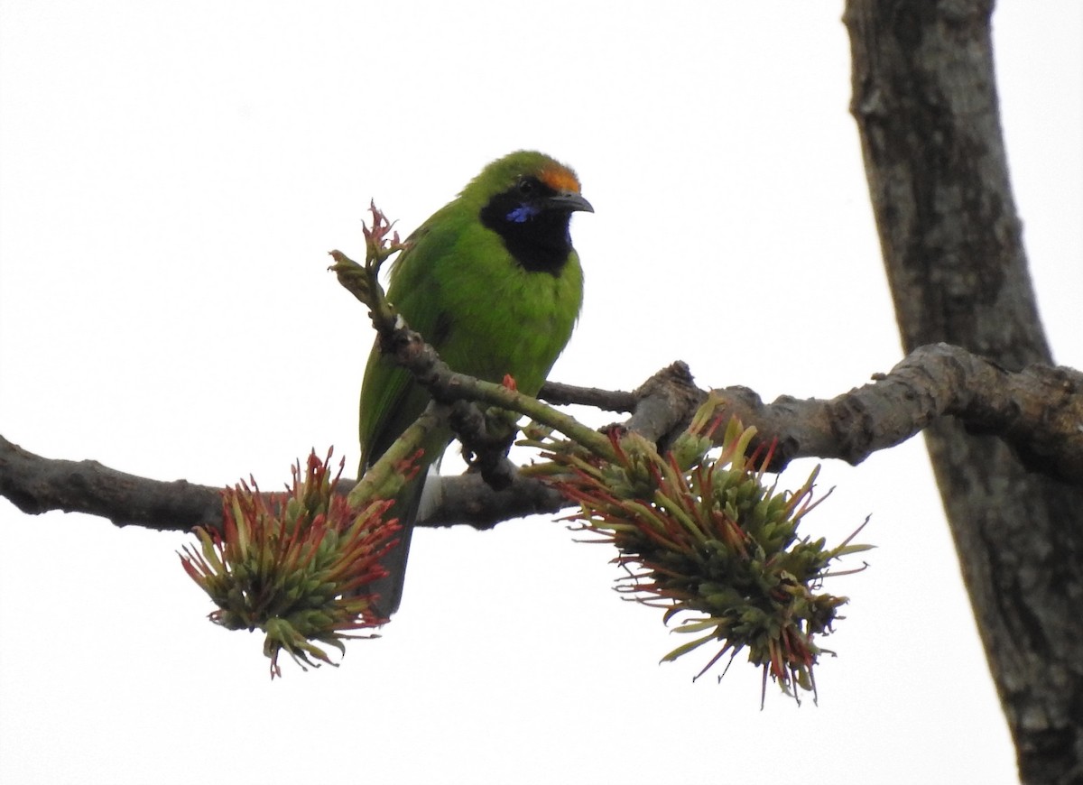 Golden-fronted Leafbird - ML426550311