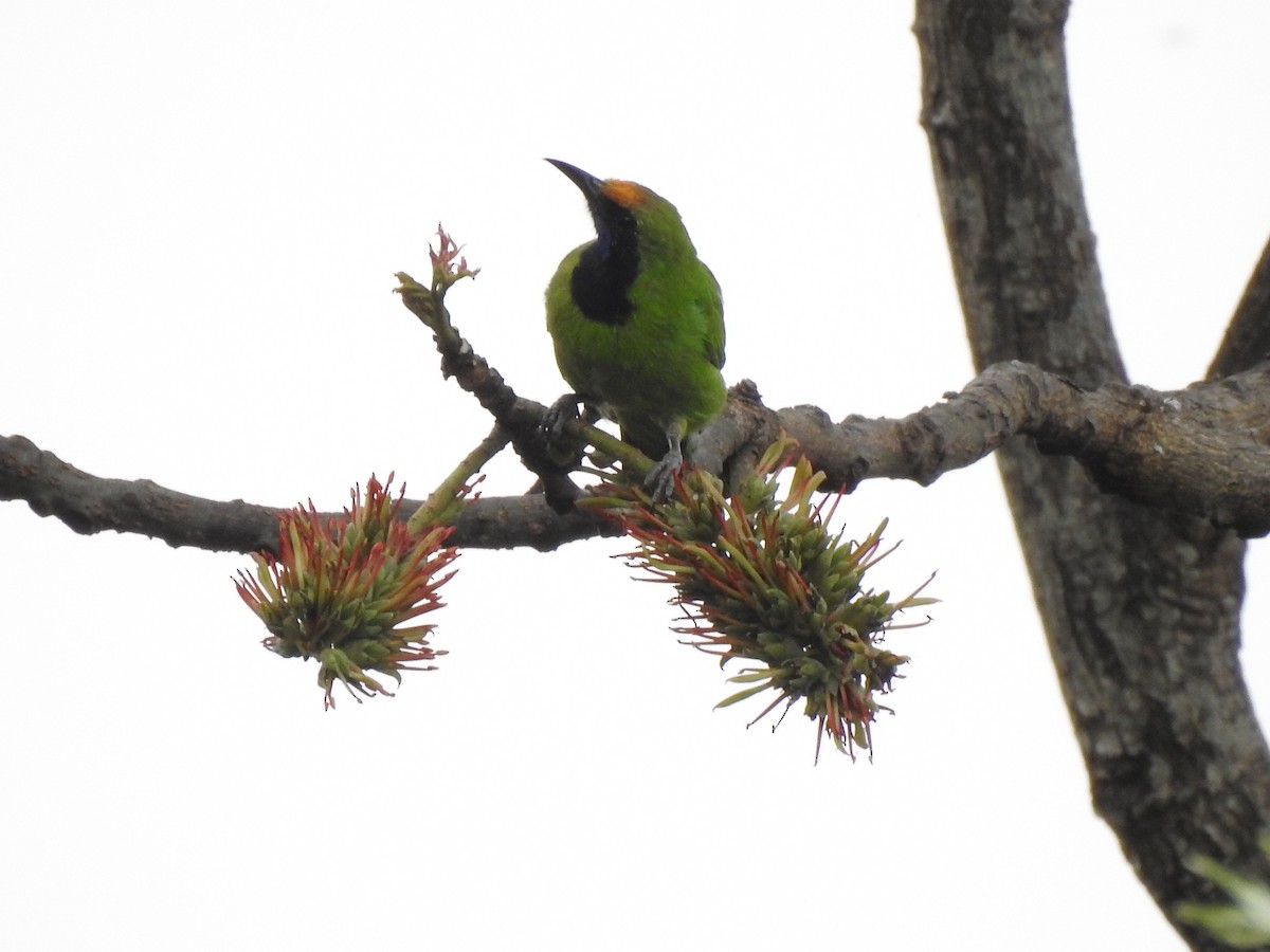 Golden-fronted Leafbird - ML426550331