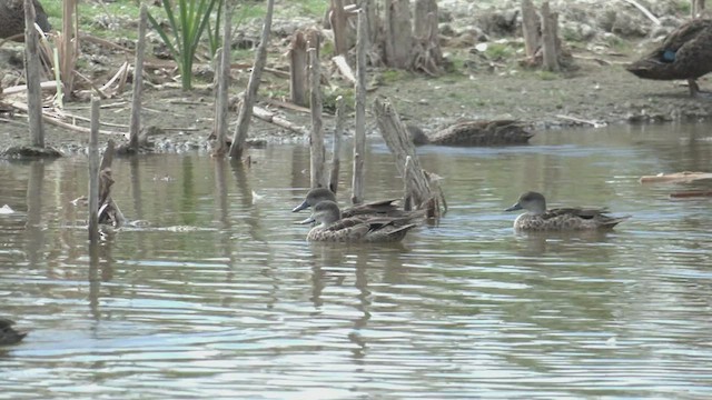 ハイイロコガモ - ML426550571