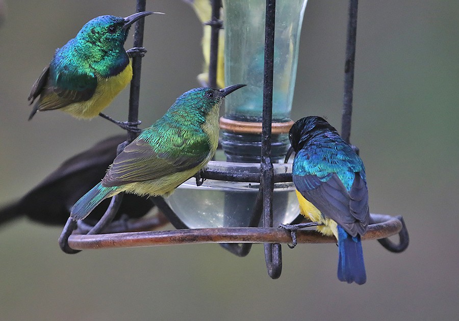 Collared Sunbird - ML426551281