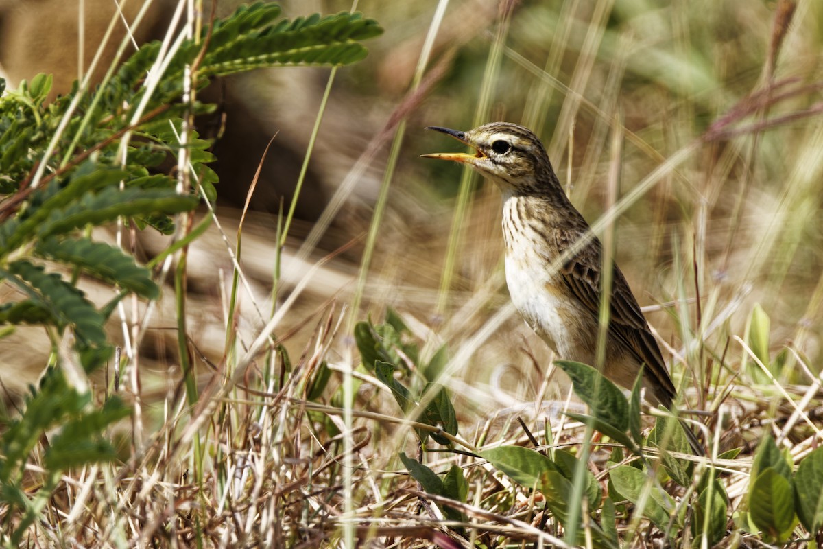 Paddyfield Pipit - ML426551321