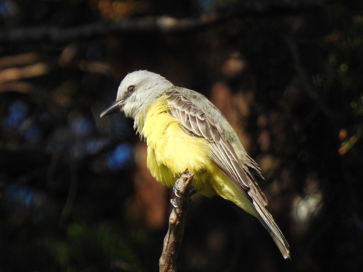 Tropical Kingbird - ML426551331