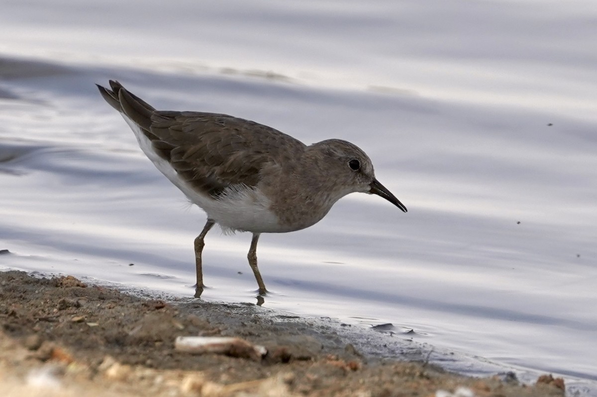 Temminck's Stint - Daniel Winzeler