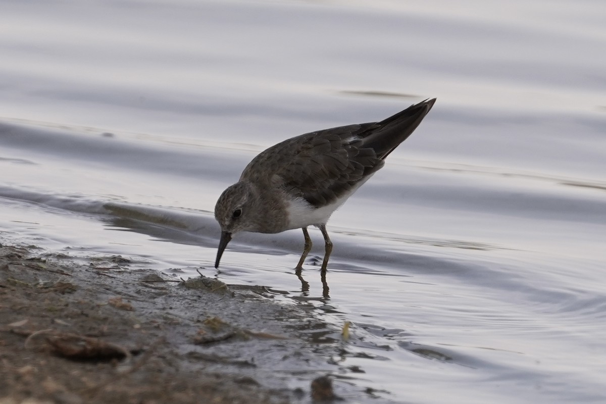 Temminck's Stint - Daniel Winzeler