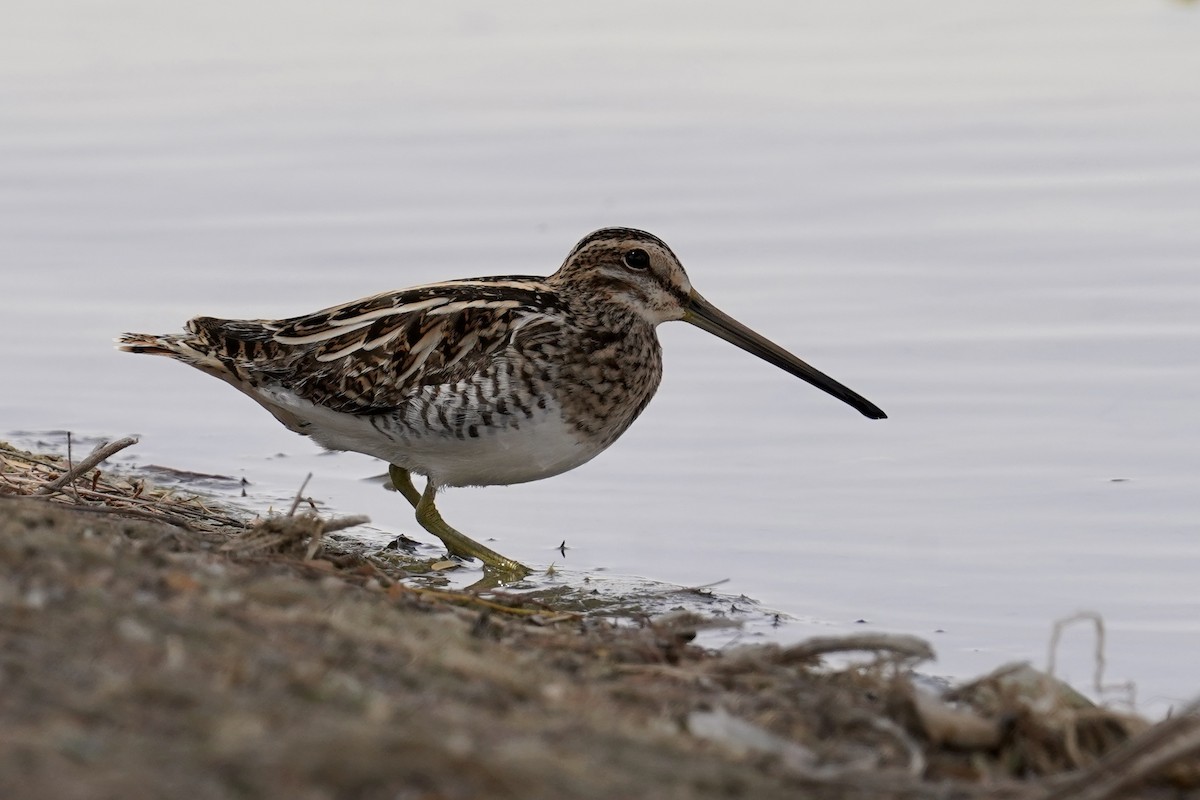 Common Snipe - Daniel Winzeler