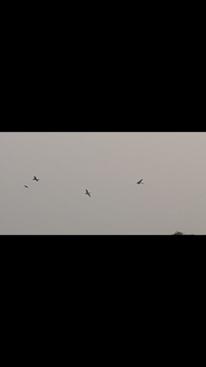 ibis černohlavý - ML426551771