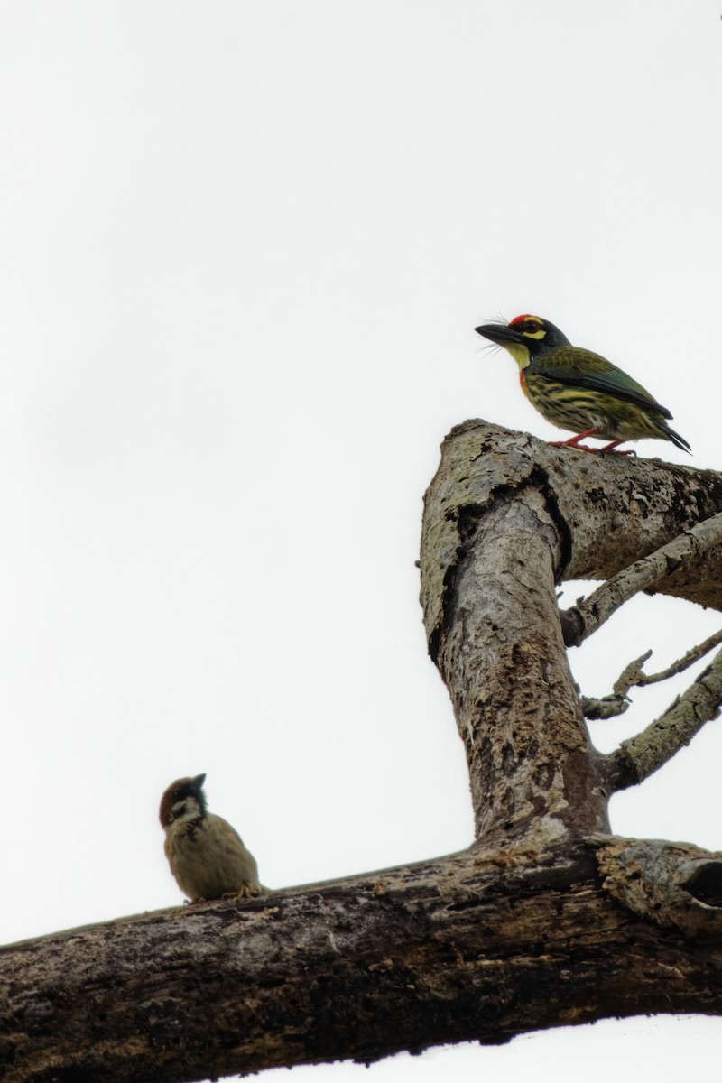 Al Göğüslü Barbet - ML426551931