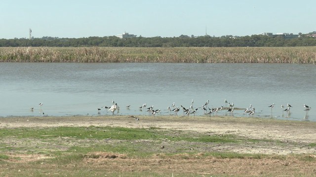 Pied Stilt - ML426552691