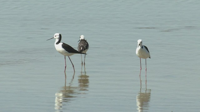 Pied Stilt - ML426552811