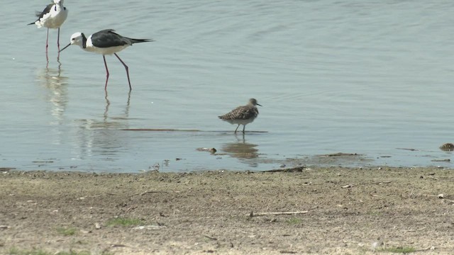 Wood Sandpiper - ML426552851