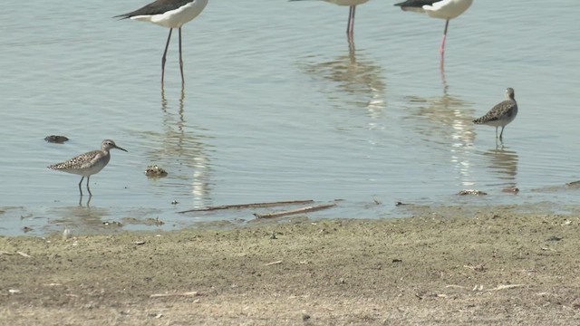 Wood Sandpiper - ML426552891