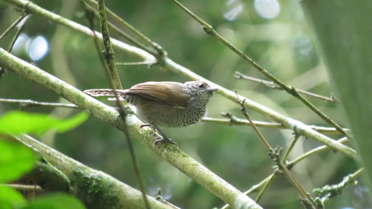 Speckle-breasted Wren - ML42655411